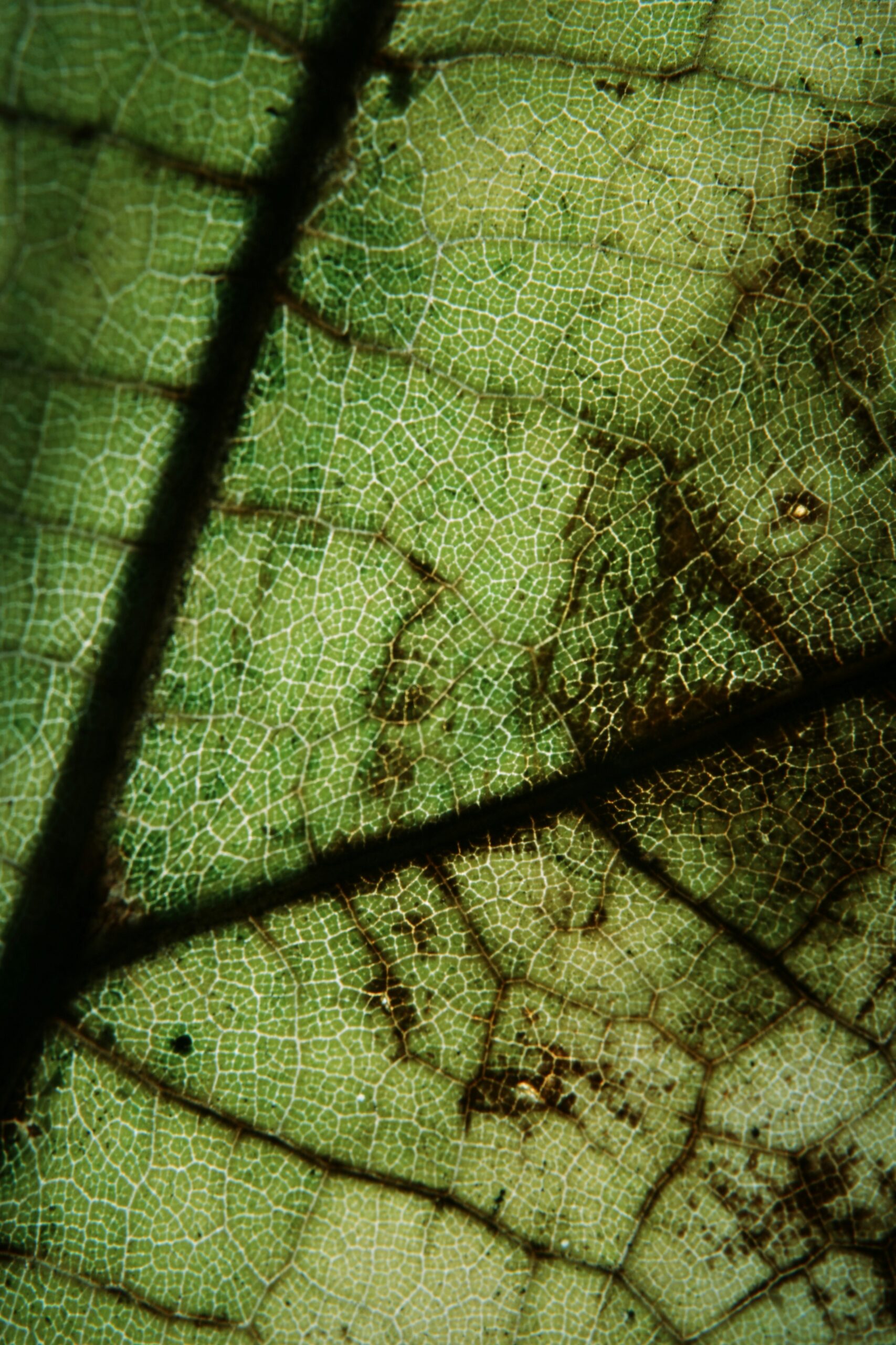 andrew lvov Z79lRkb9Zp4 unsplash scaled 1